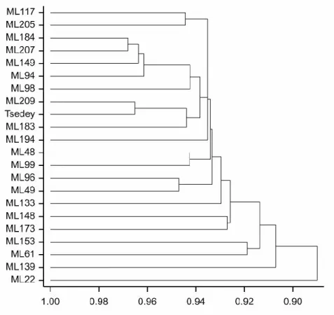 Figure 6.5. Dendrogram showing similiarity among the mutant lines based on 20  morpho-agronomic traits