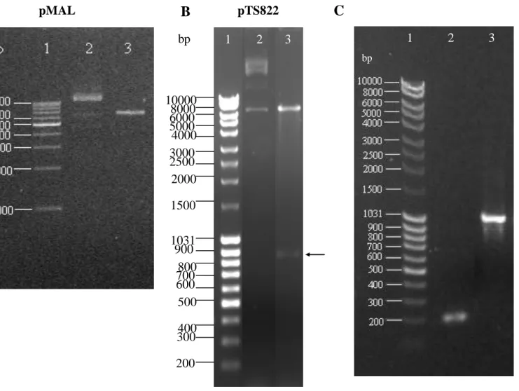 Figure 4.1. Analysis of PCR products and BamHI restriction enzyme digest of the plasmids pMAL-c2X and pTS822