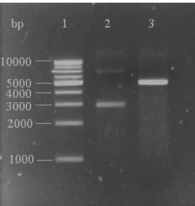 Figure  4.15.  BamHI  restriction  enzyme  digest  of  pGEX4T1.  Lane  1,  DNA  ladder;  lane  2,  non- non-digested  pGEX4T1  (control);  lane  3,  BamHI-digested  pGEX4T1