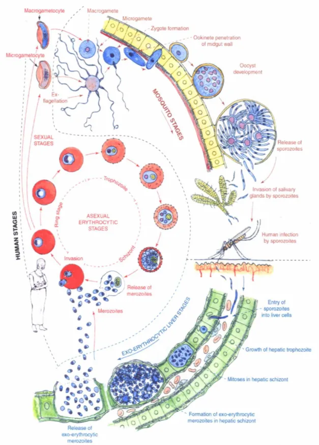 Figure 1.1. The life cycle of Plasmodium falciparum. 