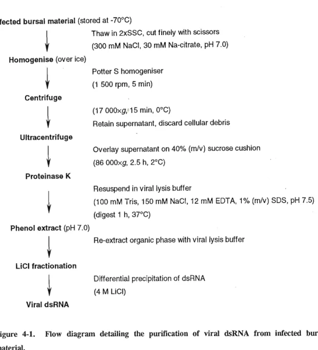 Figure 4-1. Flow diagram detailing the purification of viral dsRNA from infected bursal material.