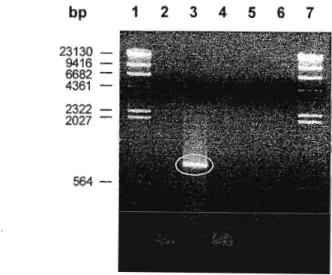 Figure 4-10. Amplification of the VP4 gene sequence from IBDV by RT-PCR.