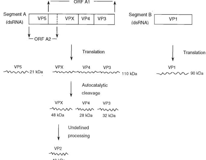 Figure 1-1. Schematic diagram of IBDV genome and production of viral proteins.