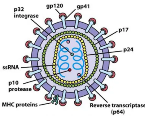 Figure 1.  The structure of HIV. The proteins gp120 and gp41 together make up the spikes  that  project  from  HIV  particles,  while  p17  forms  the  matrix  and  p24  forms  the  capsid (Kuby, 2007)