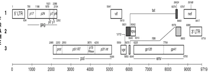 Figure 2.  The HIV-1 genome (HXB2 strain) (Korber, 1998). 