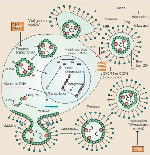 Figure 3.  Diagrammatic representation of the HIV-1 life cycle. HIV infects the CD4  T cells using gp120 of the envelope, the viral RNA is then released inside the  host  cells