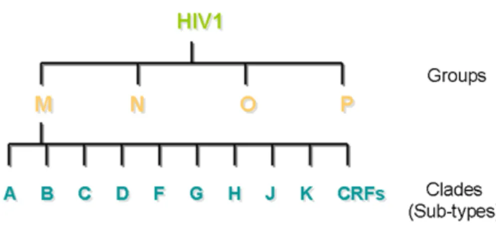 Figure 4.  The HIV-1 classification according to groups and subtypes                                       (Peeters, 2000)