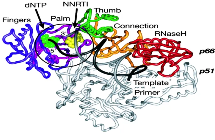 Figure 6.     The crystal structure of HIV-1 reverse transcriptase. The polymerase,      connection and RNase H domains of p66 are shown in blue, yellow and red,      respectively; whilst p51 is shown in silver