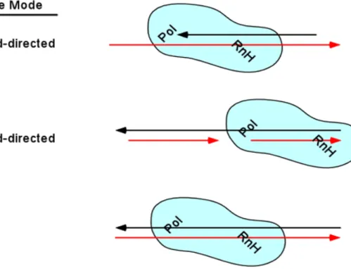 Figure 9.  The three discrete modes of RNase H cleavages: (A) DNA 3′ end-directed  cleavage