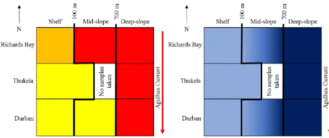 Figure 22. Larval fish patterns within the conceptual framework of the KwaZulu-Natal Bight,  2010