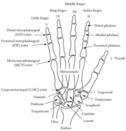Figure 1-4. Bones and joints of the right hand. 