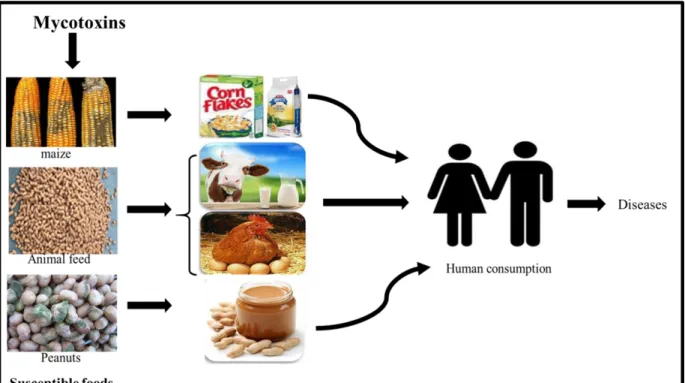Figure 2.1 : The main route of exposure to mycotoxins humans and animals (Prepared by author)