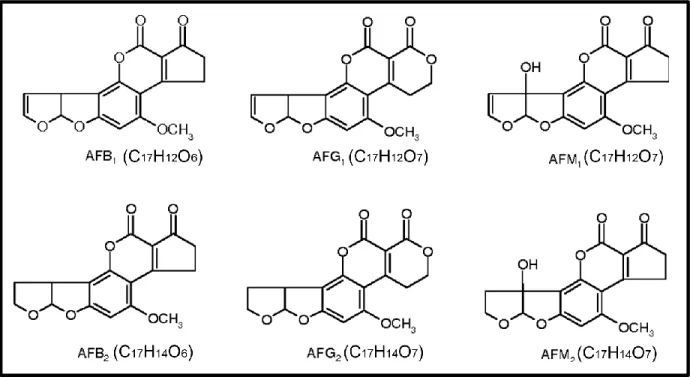 Figure  2.3  :  Different  types  of  aflatoxins,  AFB 1  (Mw=312.27g/mol),  AFB 2  (Mw=314.29g/mol),  AFG 1 