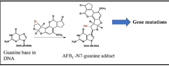 Figure 2.6 : The reactive metabolite AFBO can react with guanine bases at the N7 atom in DNA to form  the AFB 1 -N7-dG adduct that can potentially cause gene mutations resulting in DNA damage and can be the  onset of many diseases (Stewart et al., 1999)