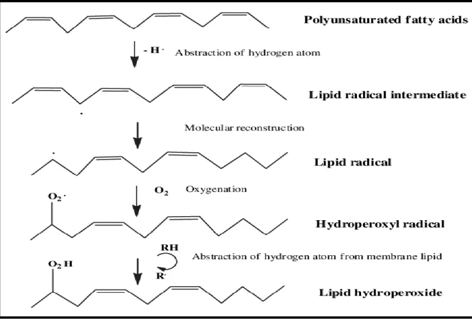 Figure 2.8 : The peroxidation of lipids in cells adapted from (Basu, 2007). 