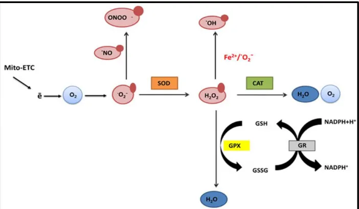 Figure 2.10 : The  scavenging and protective effects of antioxidants against ROS (Sznarkowska et al., 2017)  