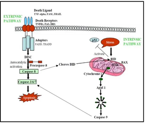 Figure 2.11 : The intrinsic and extrinsic pathways of apoptosis (Rampal et al., 2012) 