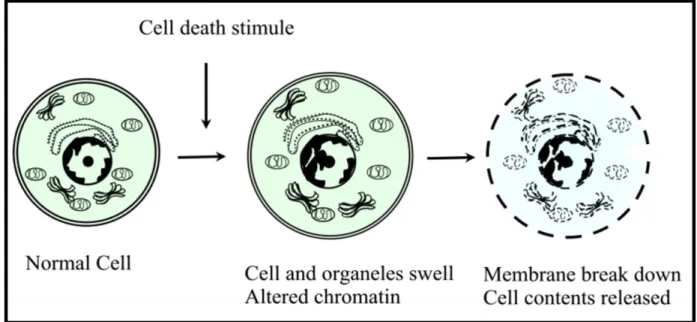 Figure 2.12 : The morphological characteristics of necrotic cell death (Escobar et al., 2015)