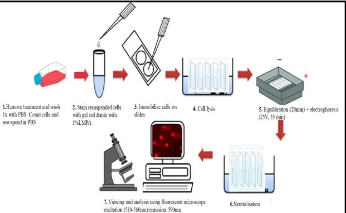 Figure 3.6 : Schematic representation of the SCGE assay procedure (Prepared by author)