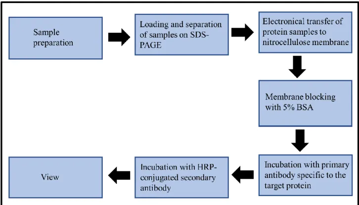 Figure 3.10 : Short overview presentation of the western blotting procedure (Prepared by author)