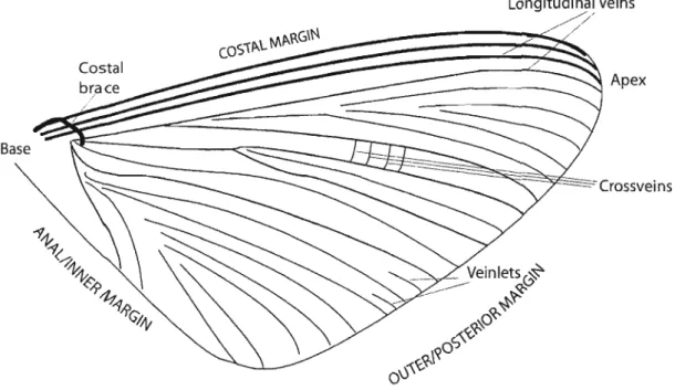 FIGURE 2: A summary of the terms used to describe insect wings. The diagram is based on a stylised mayfly wing and is not intended to represent any particular genus (adapted from CHOPRA