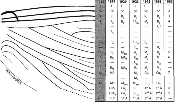 FIGURE 3: Table and diagram summarising the major notations in general usage by mayfly taxonomists from 1888 to date