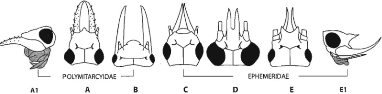 FIGURE 6: A to E; Stylised dorsal views of heads of the nymphs of the five genera of 