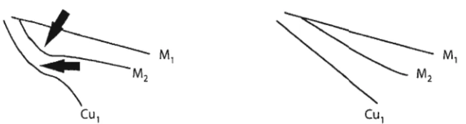 FIGURE 7: The characteristic wing-branching pattern found in members of the Ephemeroidea
