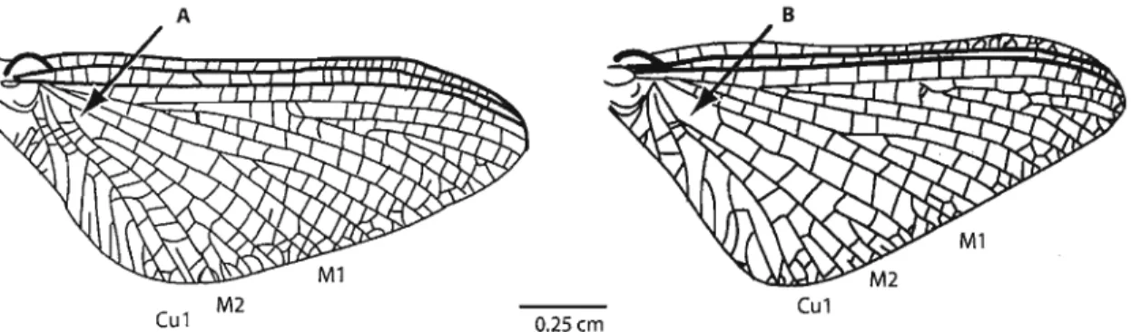 FIGURE 12: The forewings of Afromera sp. (left) and Ephemera sp. (right). In members of Afromera, vein M 2 is attached to M 1 as indicated by arrow 