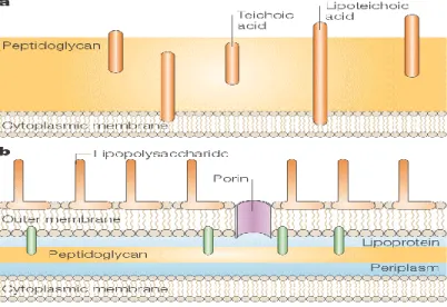 Fig.  1.2.  Summary  diagram  of  Gram-positive  (a)  and  Gram-negative  (b)  bacterial  cell  walls  (Cabeen and Jacobs-Wagner, 2005)