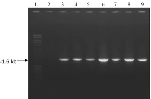 Fig.  3.2.  16S  rDNA  PCR  products  (≈  50  ng)  of  bacterial  isolates  from  Antimony  Mine