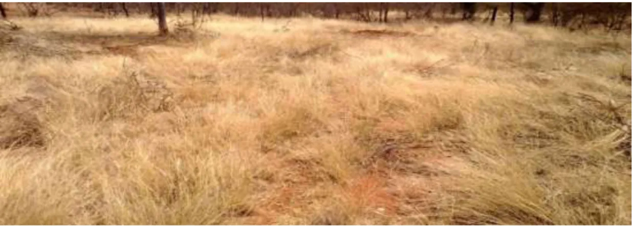 Figure 4.1: Purchased farm in Musina. 
