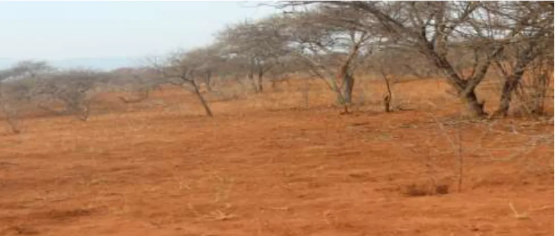 Fig 4.2. Recently purchased farm overgrazed 