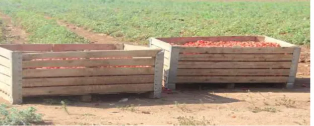 Fig 4.5. Ripe tomatoes without the market 