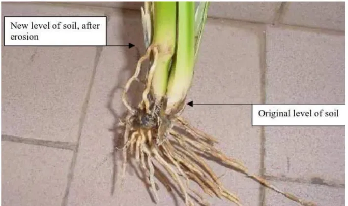 Figure  1.1:  New  root  level  formation  on  vetiver  grass  culm  because  of  sedimentation  (The 657 