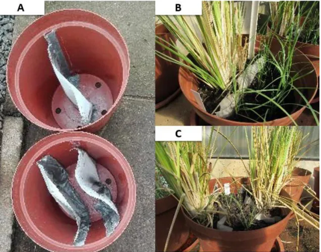 Figure 3.1: The pot design for the root exclusion trial showing how a 32-micron Nitex mesh was 2264 