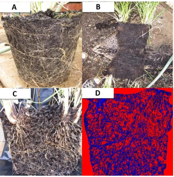 Figure 3.2: The root-soil profile used for analyzing root density and the illustration of the steps 2269 