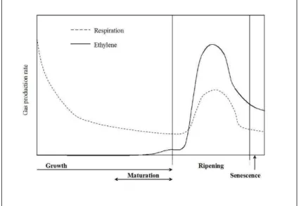 Figure 1: The four stages of avocado fruit ontogeny: growth, maturation, ripening and senescence