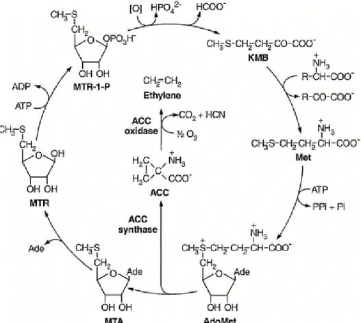 Figure 5: Ethylene biosynthetic pathway and the methionine cycle, taken from Bleecker and Kende (2000)