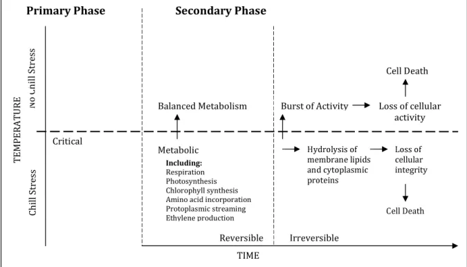 Figure  6:  Schematic  representation  of  the  relationship  between  the  primary  and  secondary  phases  of  chilling  injury, taken from Raison and Orr (1990)
