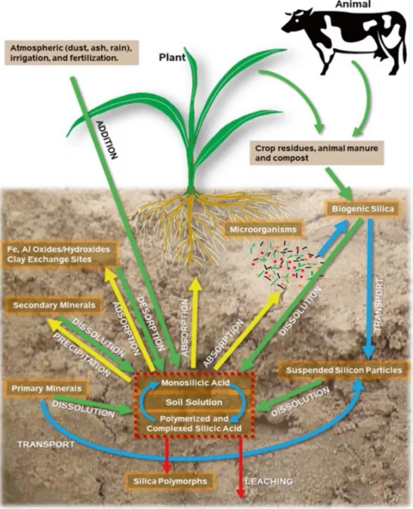 Figure  1.2:  Comprehensive  cycle  of  Si  in  soil (green arrows represent the transformation  processes which raise Si concentrations in the soil solution; yellow arrows represent the 