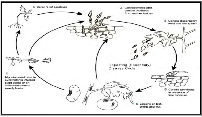 Integrated management of early blight of tomato caused by alternaria ...