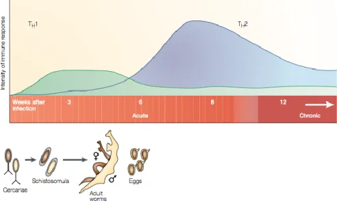 Figure  2.5:    Th1-  and  Th2-immune  response  phases  during  Schistosoma  infection