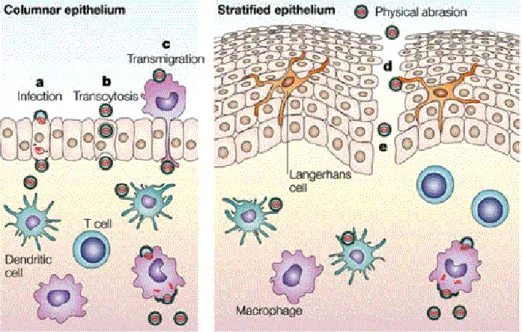 Figure  2.7:  Mechanisms  by  which  HIV  crosses  the  vaginal  mucosal  epithelium  [taken  from  (Shattock  and  Moore,  2003)]