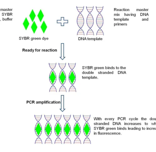 Figure  3.1:  RT-PCR  principle  using  universal  intercalating  dye  SYBR  green  (SG)