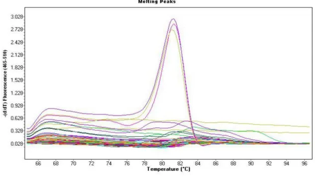 Figure 3.2: Melt peaks of real-time PCR assay showing melting curves temperatures of  amplicons from nine participants positive for FGS at 81.5°C, thus validating specific PCR  product