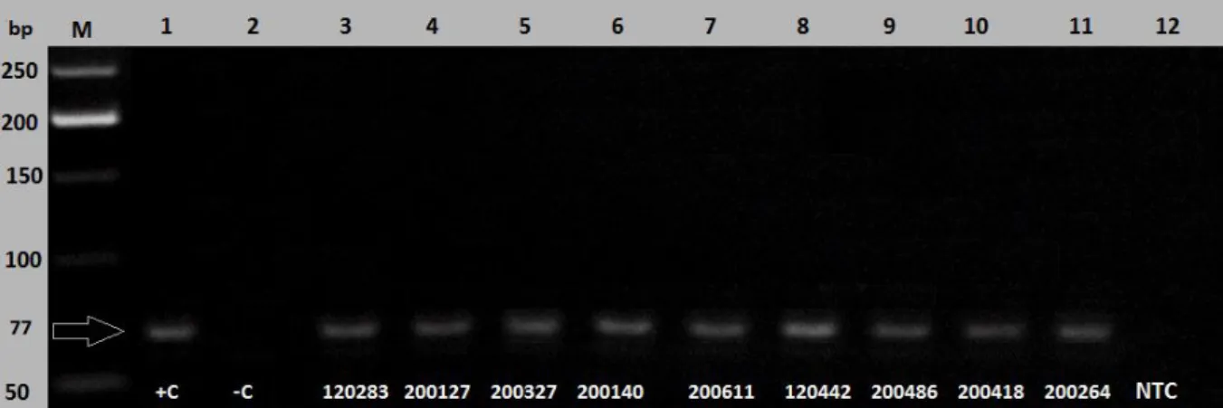 Figure 3.3: FGS PCR amplicons (77 bp) performed using a 1% agarose gel as a confirmation  to the analysis of melt peaks from the real-time PCR data