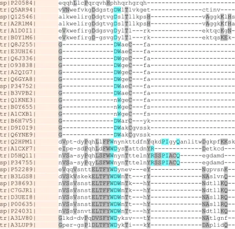 Figure  2.1:  Multiple  sequence  alignment  of  33  selected  representatives  of  the  HAP  super  family  of  fungal and yeast apases