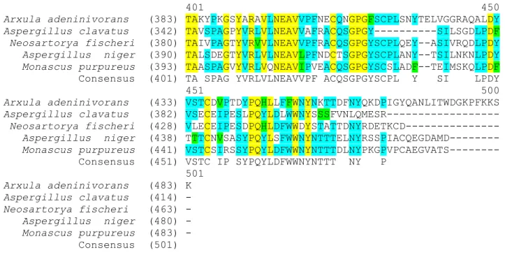 Figure 2.3: (Continued) Multiple sequence alignment of apase genes from different fungal and yeast organisms used to design degenerate primers  for  Cladonia  portentosa