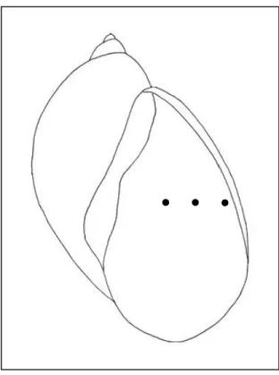 Figure 3.3:  Schematic drawing of the shell indicating the points (●) where shell thickness was measured